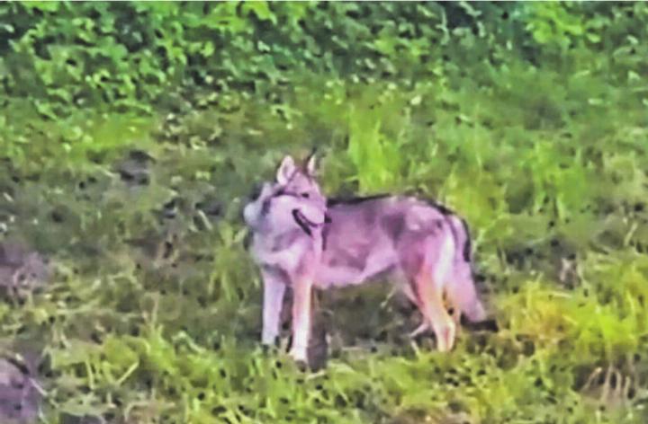 Dem Wolf scheint es auch in der Nähe der Zivilisation zu gefallen. Bild: zvg