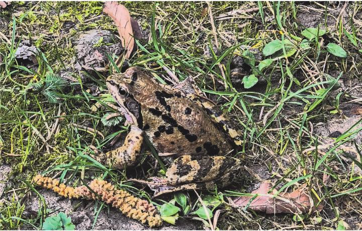 Gut getarnt! Leserbild: Irène Schweizer, Elgg