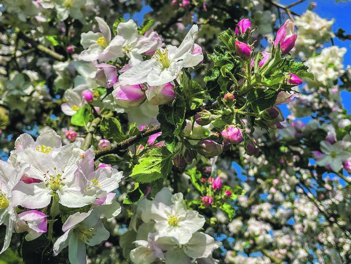 Apfelbaum in voller Blüte. Leserbild: Sonja Lutz, Elgg