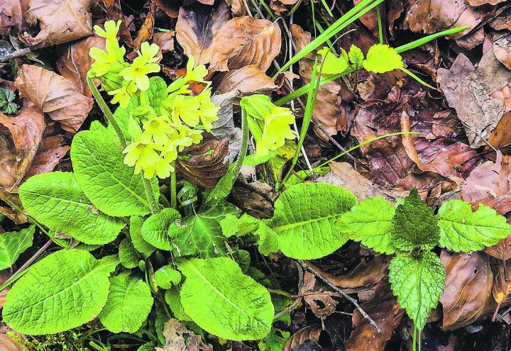 Frühlingsboten im Wald – Schlüsselblumen. Übrigens im Kanton Thurgau geschützt. Leserbild: Hildegard Kissling, Aadorf
