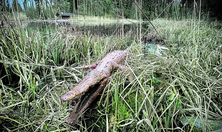 Schreck für einen Spaziergänger, als er am Ufer des Eisweihers dieses ungefähr zwei Meter lange Krokodil erblickte. Bild: zvg