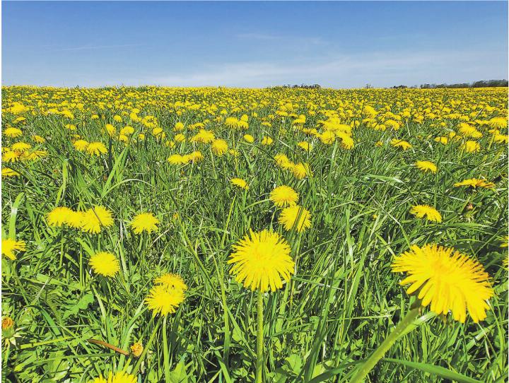 Löwenzahn-Teppich bei Muolen SG. Leserbild: Denise Travailleur, Elgg Löwenzahn-Teppich bei Muolen SG. Leserbild: Denise Travailleur, Elgg