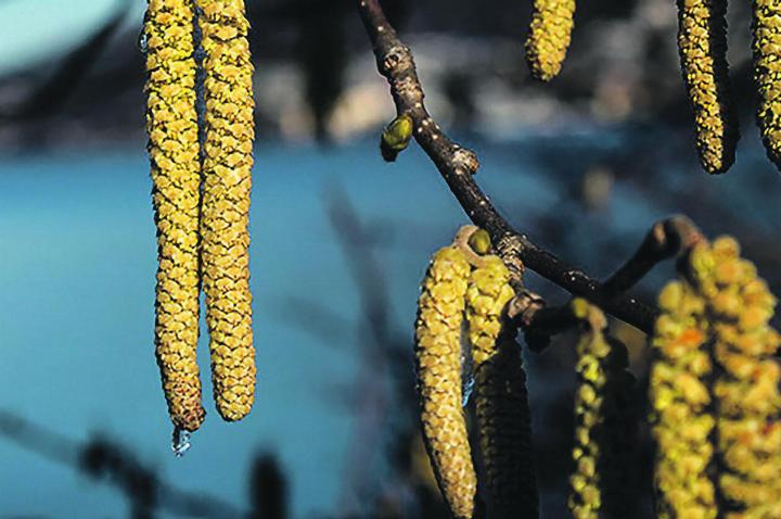 Bald beginnt die Pollensaison.   Bild: aha.ch