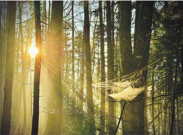 Gesponnene Baukunst im Zusammenspiel mit Nebel und Sonnenlicht auf dem Rüetschberg. Leserbild: Marianne Burgener, Wittenwil