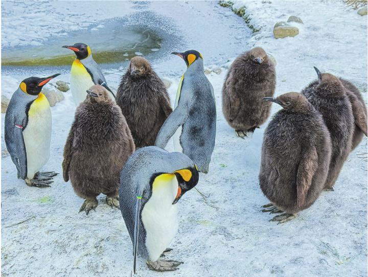 Königspinguine mit Nachwuchs im braunen Daunenkleid im Zoo Zürich. Leserbild: Sonja Lutz, Elgg