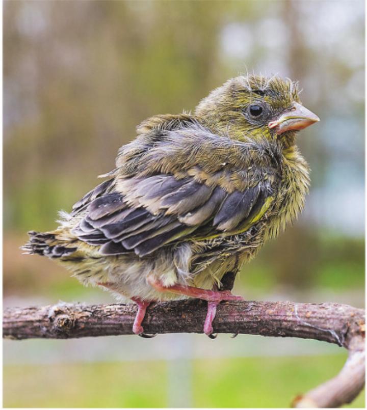 Dieser junge Grünfink ist bereits alt genug, um ausserhalb des Nests zurechtzukommen. Bild: Archiv Vogelwarte