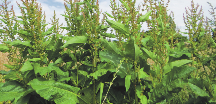 Die Rumex obtusifolius, Ampfer oder auch Blacke genannt, ist kein gern gesehener Gast auf Weiden und Wiesen. Bild: Wikimedia