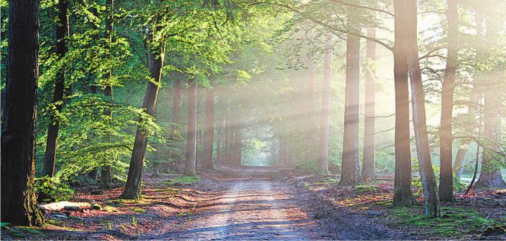 Während der Baum seinen Zyklus mit Sonnenenergie am Laufen hält, greift der Mensch noch immer überwiegend auf fossile Energieträger zurück. Bild: pixabay.com