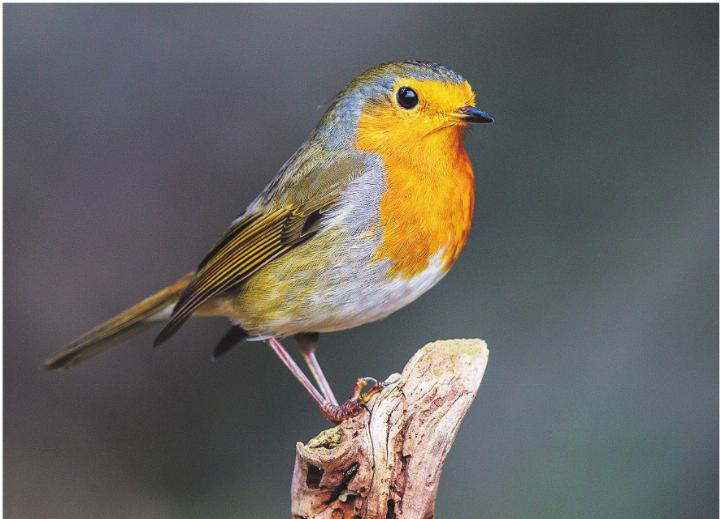 Das kleine Rotkehlchen mit seinem orangeroten Brustfleck und dem perlenden Gesang ist eine der häufigsten Vogelarten der Schweiz – und nun Vogel des Jahres 2025.. Bild: zVg