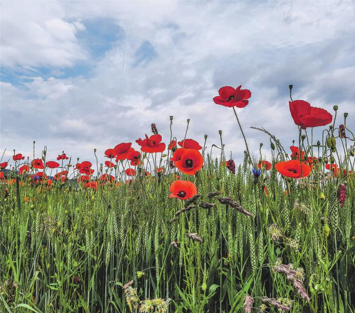 Wunderbare Blütenpracht auf einem Spaziergang. Leserbild: Claudia Würms, Wittenwil