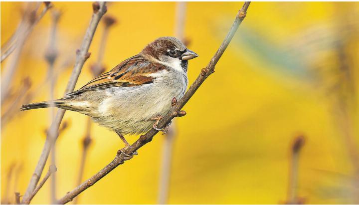 Fips, der kleine Spatz (Haussperling). Bild: Chris Venetz