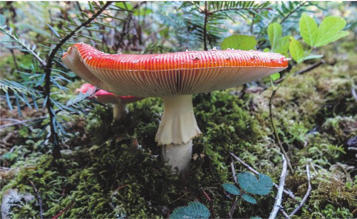 Ein Spaziergang im Wald lohnt sich immer wieder. Leserbild: Hildegard Falk, Ettenhausen