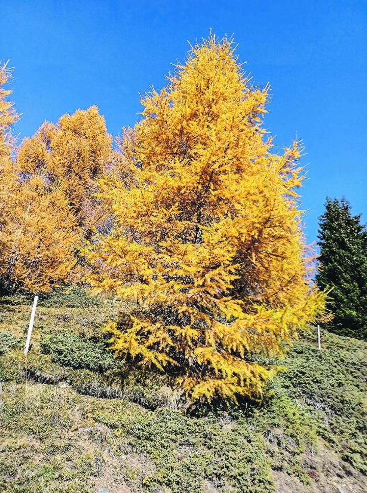 Eine Lärche im Herbstgewand – gesehen im Engadin. Leserbild: Silvia und Willy Dähler, Elgg