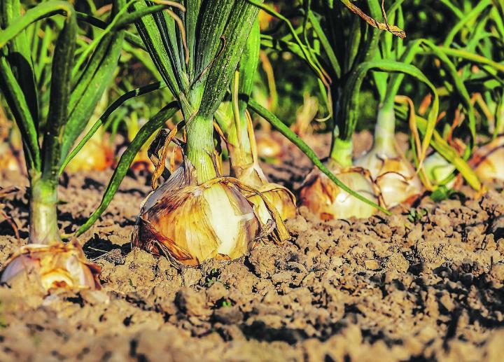 Zwiebeln haben das ganze Jahr über Saison. Bild: zvg