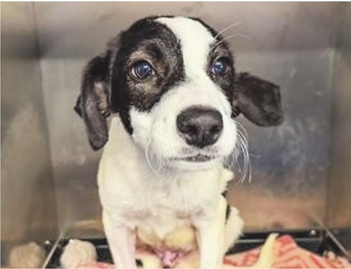 Vielen Tieren konnte die Susy Utzinger Stiftung für Tierschutz 2025 helfen. Bild: SUST