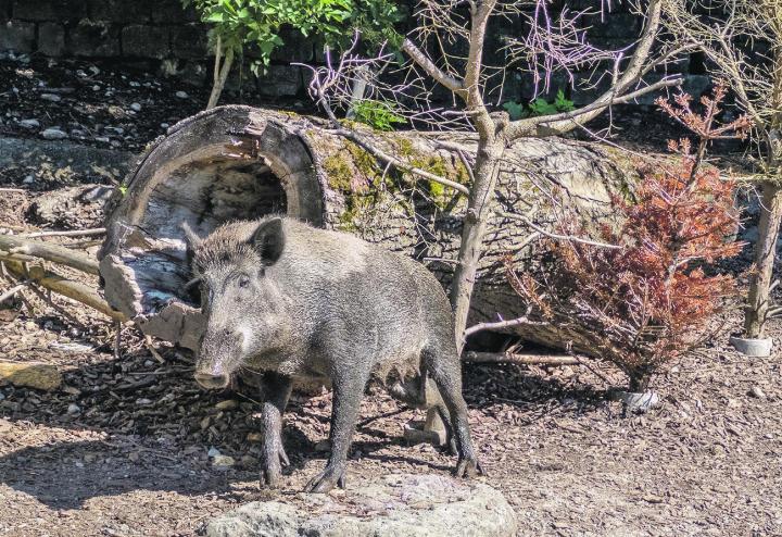 Die Anzahl Wildschweine soll sich seit 2000 verdreifacht haben. Das wird zu einem immer grösseren Problem für die Landwirtschaft. Bilder: Jürg Vollmer