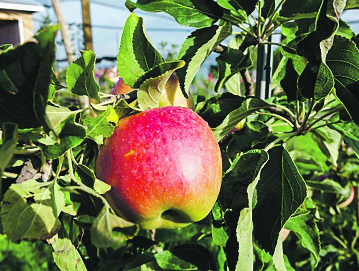 Der Schweizer Orangenapfel gilt als die erste in der Schweiz klassisch gezüchtete Apfelsorte. Bild: Fructus