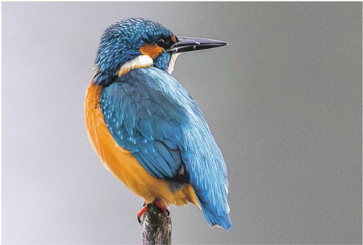 Männlicher Eisvogel am Flachsee (Reuss). Bild: Jörg Helfenstein Männlicher Eisvogel am Flachsee (Reuss). Bild: Jörg Helfenstein