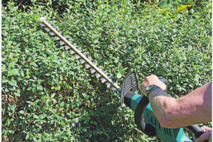 Aus Sicht des Natur- und Vogelschutzes ist das Zurückschneiden von Gehölzen gegen den Sommer problematisch. Bild: zVg