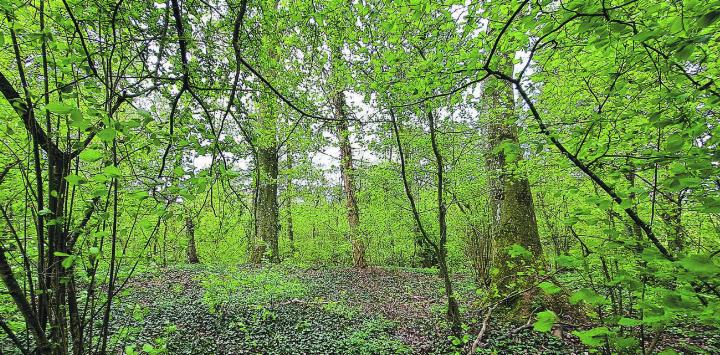 Shinrin Yoku wartet – eine Einladung zum Durchatmen und Innehalten. Bild: zVg