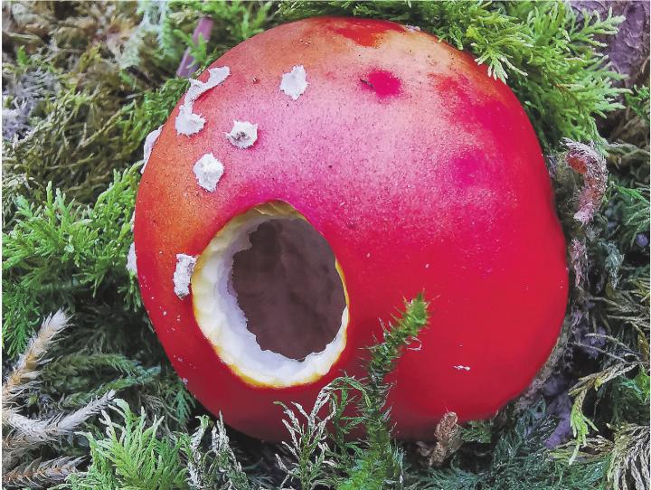 Ein Spaziergang im Wald lohnt sich immer wieder. Leserbild: Hildegard Falk, Ettenhausen