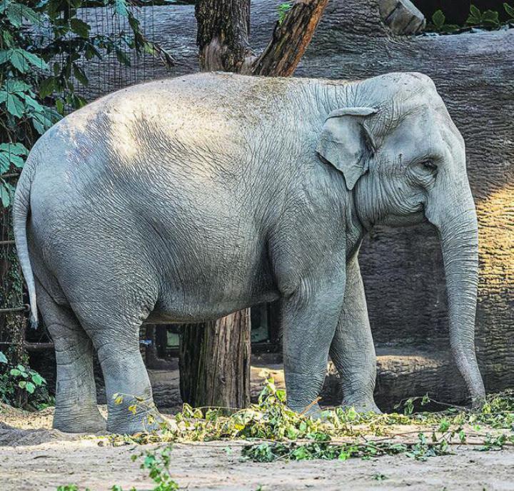 Elefantenkuh Farha ist erneut trächtig. Der Nachwuchs wird im Frühling 2025 erwartet. Bild: Zoo Zürich, Enzo Franchini