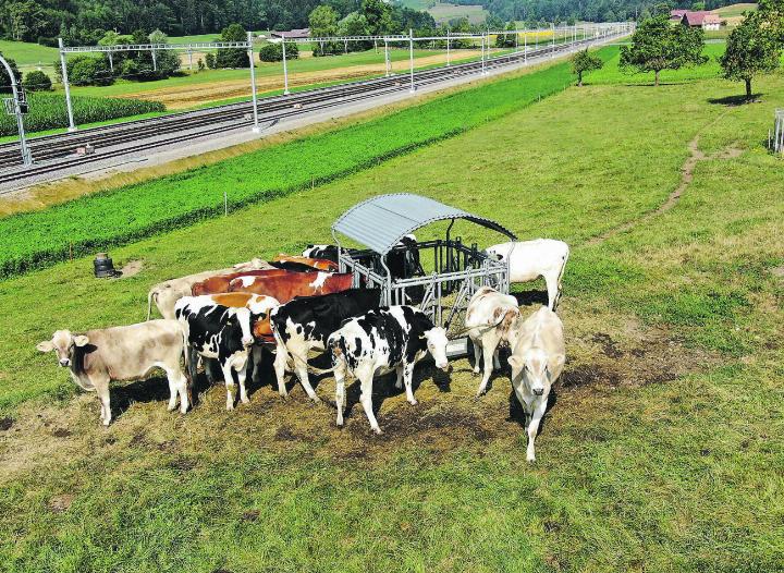 Kühe können aufgrund der Hitze schnell in Stress geraten. Archivbild: EAZ