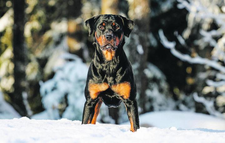 Sollen Rottweiler verboten werden? Hundetrainer Negoslav Knezevic hält Verbote einzelner Rassen nicht für zielführend. Er sieht ausgeweitete Grundkurse und Prüfungen als eine sinnvolle Alternative. Bild: Pixabay