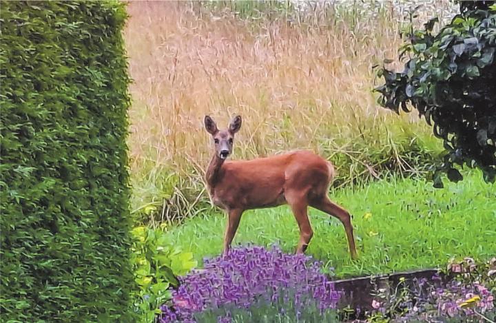 Abendlicher Besuch vor dem Haus. Leserbild: Martin Wolfer, Elgg