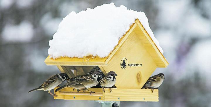 Manche Krankheitserreger werden mit dem Kot von Vogel zu Vogel übertragen. Futterhaus-Modelle mit schmalen Krippen verhindern eine Verunreinigung (Feldsperlinge). Bild: Marcel Burkhardt