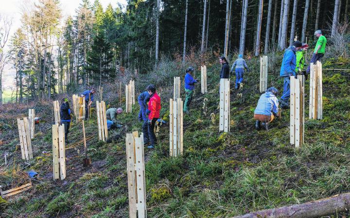 Pflanzaktion: Gegen Wildverbiss werden Sträucher mit Schafwolle behangen und Bäume mit einem Schutz aus Holz umgeben.