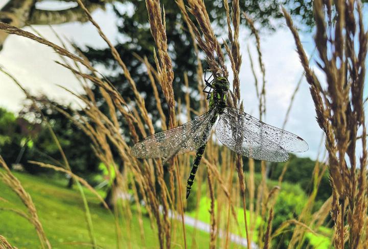 Heute Morgen eine sturmgeschädigte Libelle im Rasen gefunden und zum Trocknen «aufgehängt», beziehungsweise abgesetzt. Stefan Wanzenried, Wittenwil