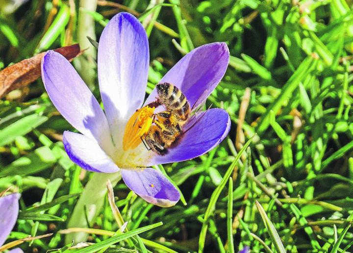 Ist denn schon Frühling? Die fleissigen Bienen sind dieses Jahr sehr früh «aufgestanden». Leserbild: Hans Maag, Elgg