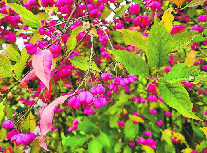 Der Herbst zeigt sich auch im knalligen Pink. Bild: Denise Travailleur, Elgg