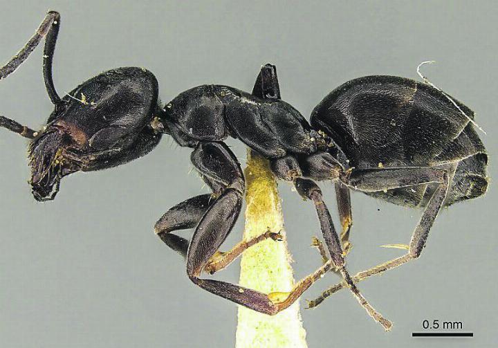 In Winterthur-Seen wurde die invasive Ameisenart entdeckt. Bild: Wikipedia