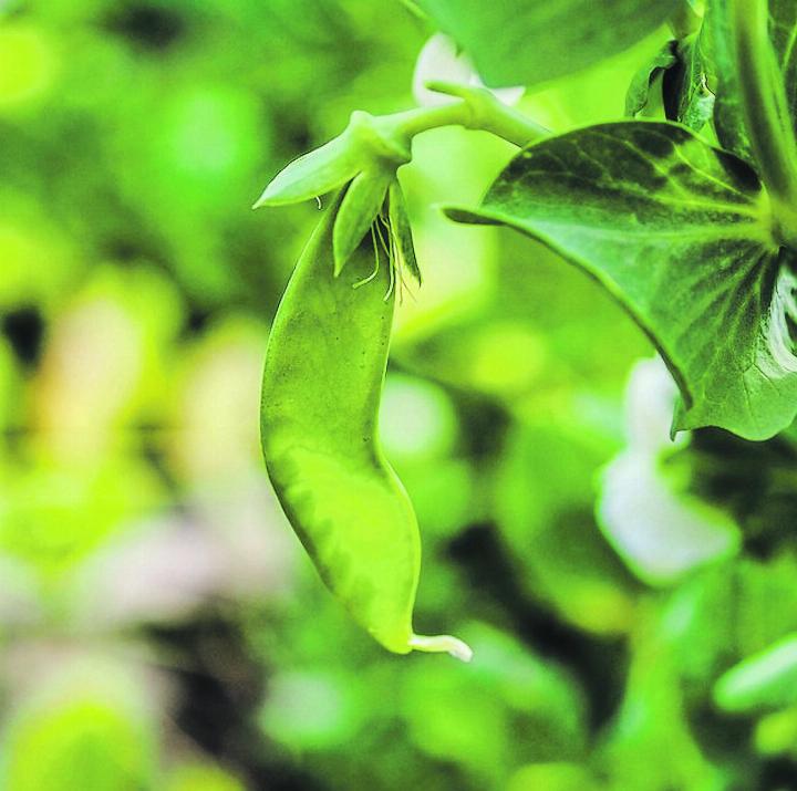 Kefe hat viel Protein und Kohlenhydrate. Bild: pixabay