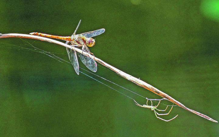 Umgarnung mit Hintergedanken: Die Spinne hätte die Libelle zum Fressen gern. Allerdings würde sie sich dabei wohl übernehmen. Leserbild: Hans Maag, Elgg