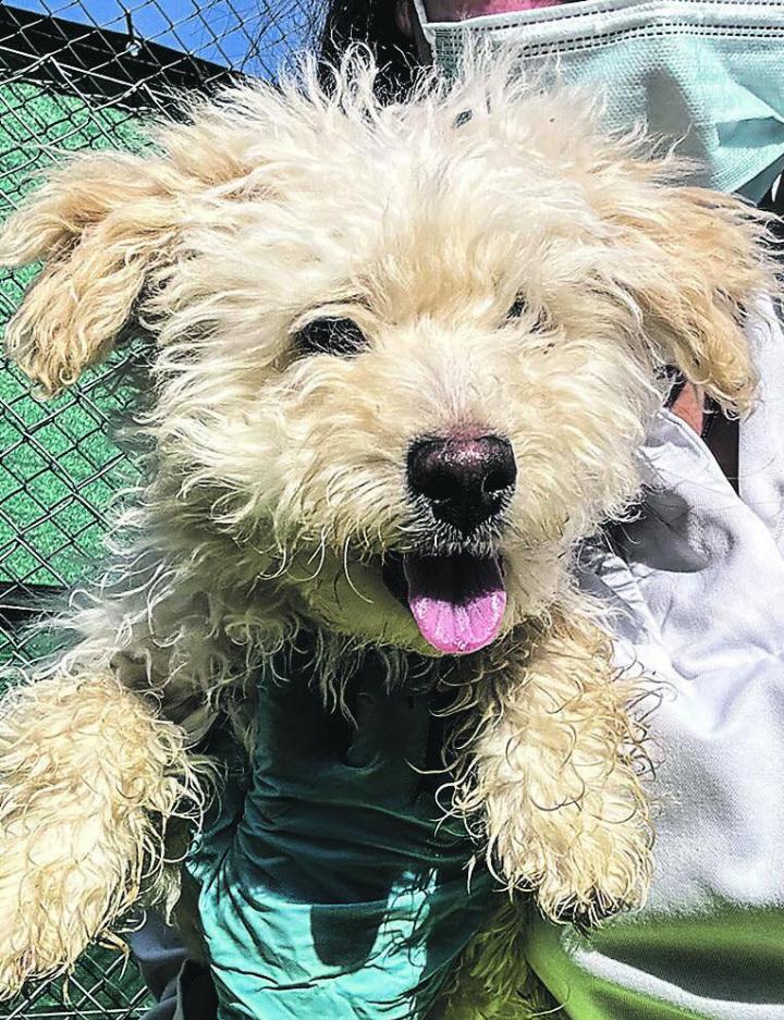 Idefix wurde illegal importiert und musste wegen Tollwutrisiko für 120 Tage in Quarantäne. Bild: Zürcher Tierschutz