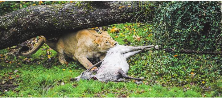 Um die Stabilität einer Population zu sichern, kann es vorkommen, dass Tiere getötet werden. Bild: Zoo Zürich, Fabio Süess
