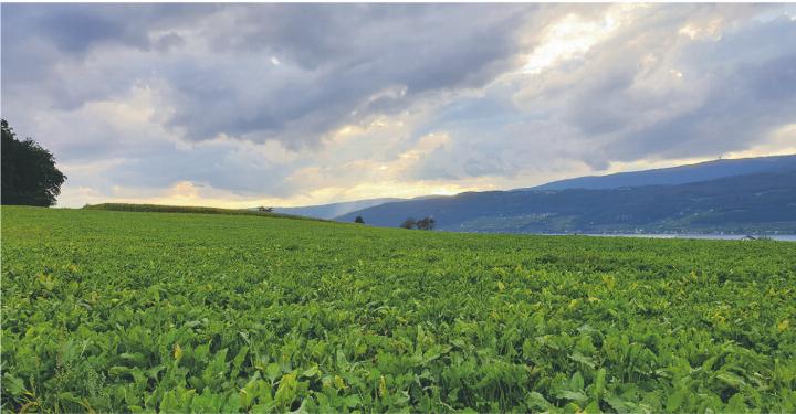 2024 existierten in der Schweiz laut Bundesamt für Statistik noch 47’075 Landwirtschaftsbetriebe. Das sind 644 weniger als im Vorjahr. Bild: lid.ch