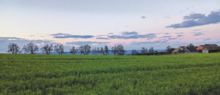 Abendstimmung bei einem Spaziergang um Elgg. Leserbild: Brigitte Ostertag, Elgg