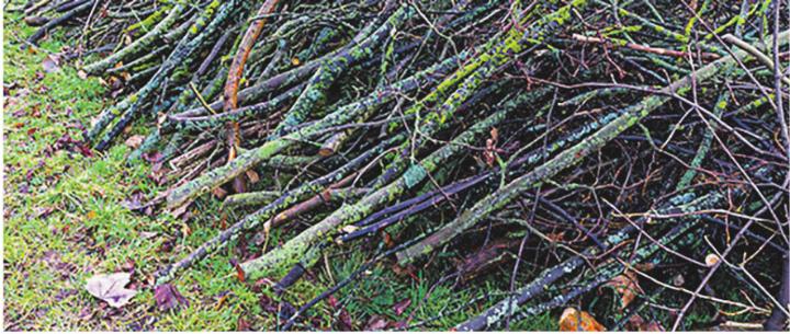 Im November sorgt der Häckselservice in Elgg und Hofstetten für ordentlich zerkleinerten Grünabfall. Bild: Animaflora