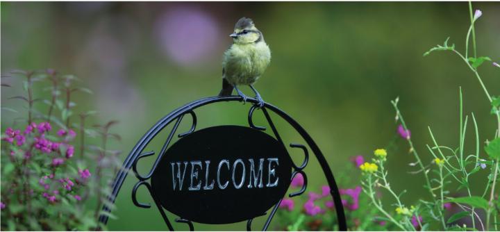 Der vogelfreundliche Garten ist der diesjährige Themenschwerpunkt im Programm der Schweizerischen Vogelwarte Sempach. Von etwas mehr Unordnung im Garten profitieren viele beliebte Vogelarten.    Bild: zVg (Ray Kennedy RSPB)