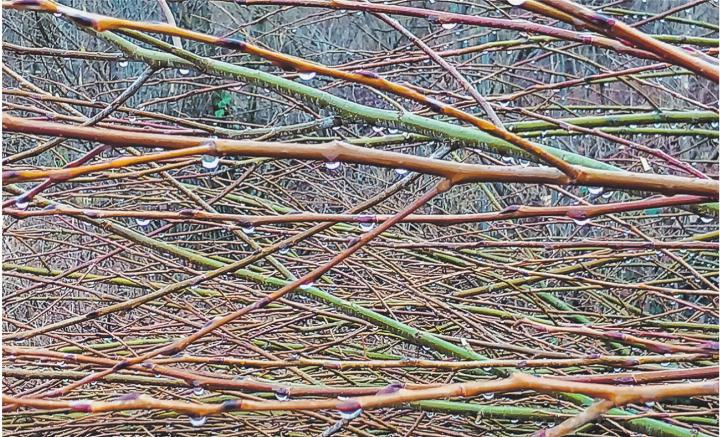 Schönheiten auf dem Regenspaziergang. Leserbild: Brigitte Ostertag, Elgg