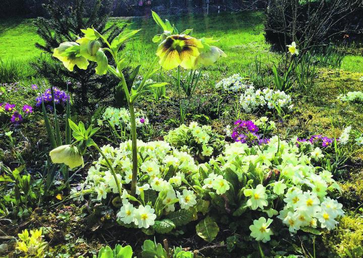 Primeln und Christrosen. Natur Pur. Leserbild: Monika Specker, Häuslenen.