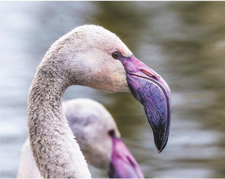 Junge Flamingos im Walter Zoo. Leserbild: Milo Kalberer, Bazenheid