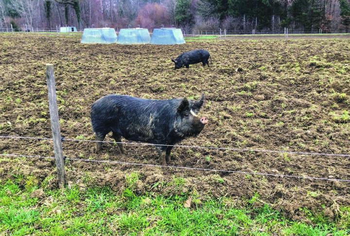 Bei einem Bauer in Häuslenen dürfen die Schweine noch herzhaft im Freien wühlen. Leserbild: Monika Specker, Häuslenen