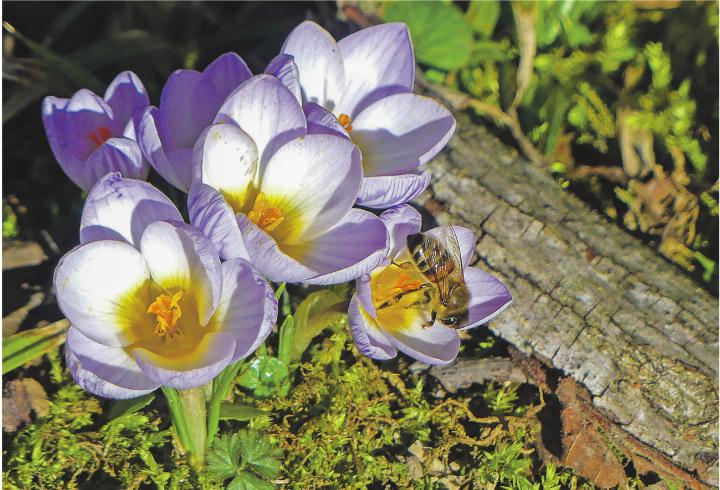 Die Bienen wissen, was ihnen im Frühling blüht - alles andere als Ungemach! Leserbild: Hans Maag, Elgg