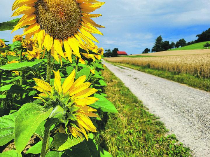 In der Nähe des Schützenhauses hat es gleich zwei Sonnenblumenfelder. Leserbild: Denise Travailleur, Elgg