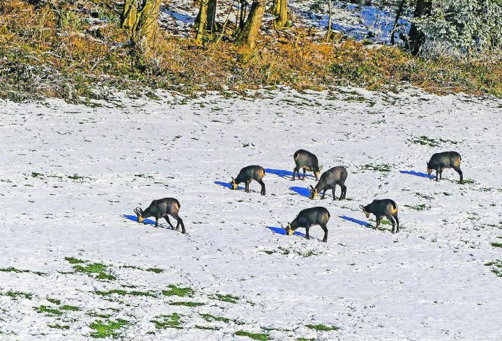 Die Gämsen ob Bichelsee lassen sich beim Äsen kaum durch vorbeifahrende Autos aus der Ruhe bringen. Leserbild: Hans Maag,Elgg